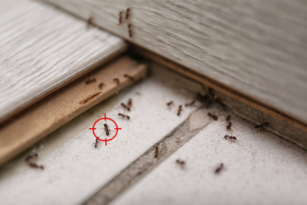 Best Pest Control for Homes  in Brownstown, PA