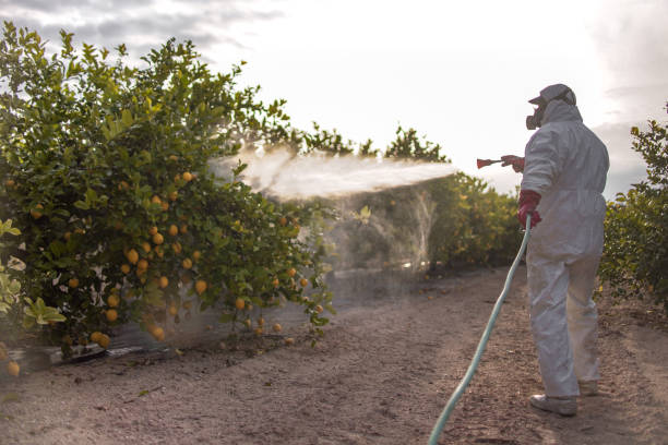 Best Wasp Removal Services  in Brownstown, PA