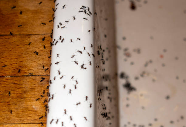 Best Pest Control for Restaurants  in Brownstown, PA