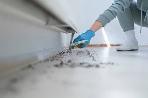 Best Cockroach Control Services  in Brownstown, PA