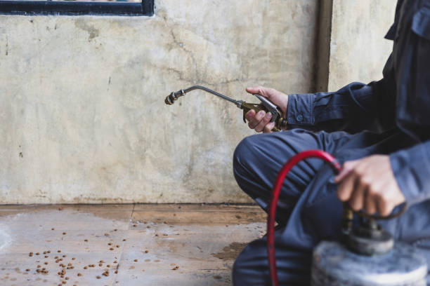 Wasp Removal Services in Brownstown, PA